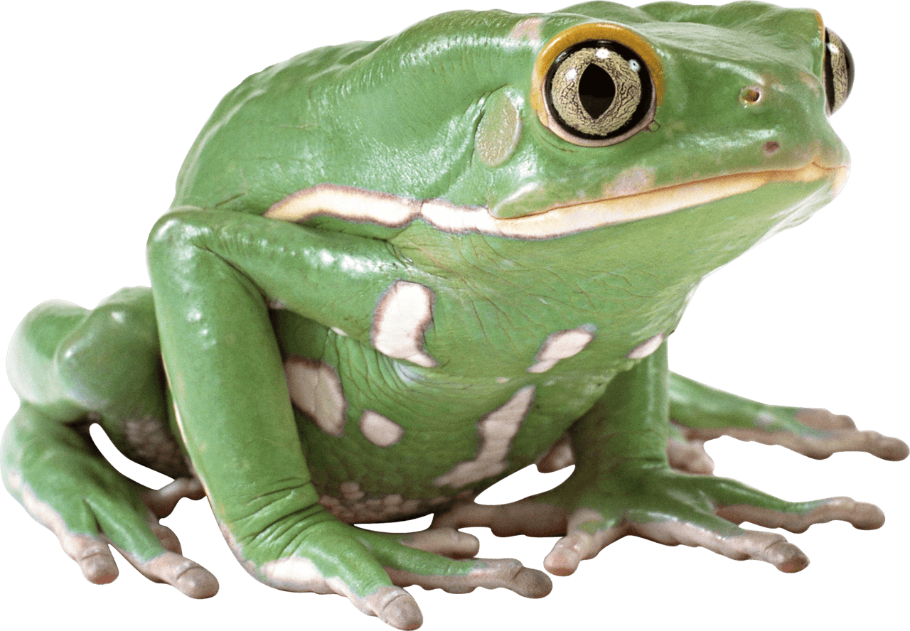 Green frog stic clipart photo