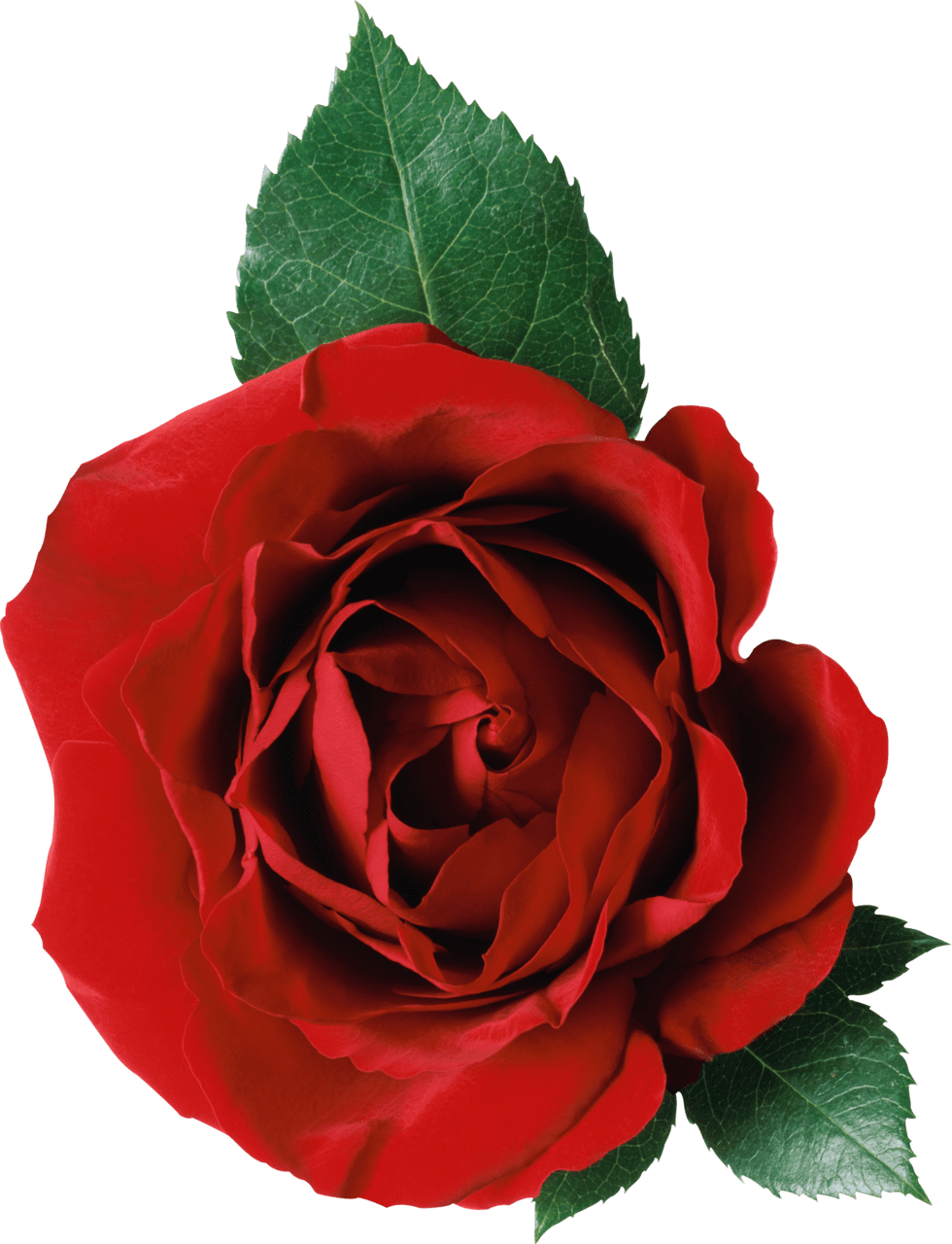 Rose image picture with background clipart