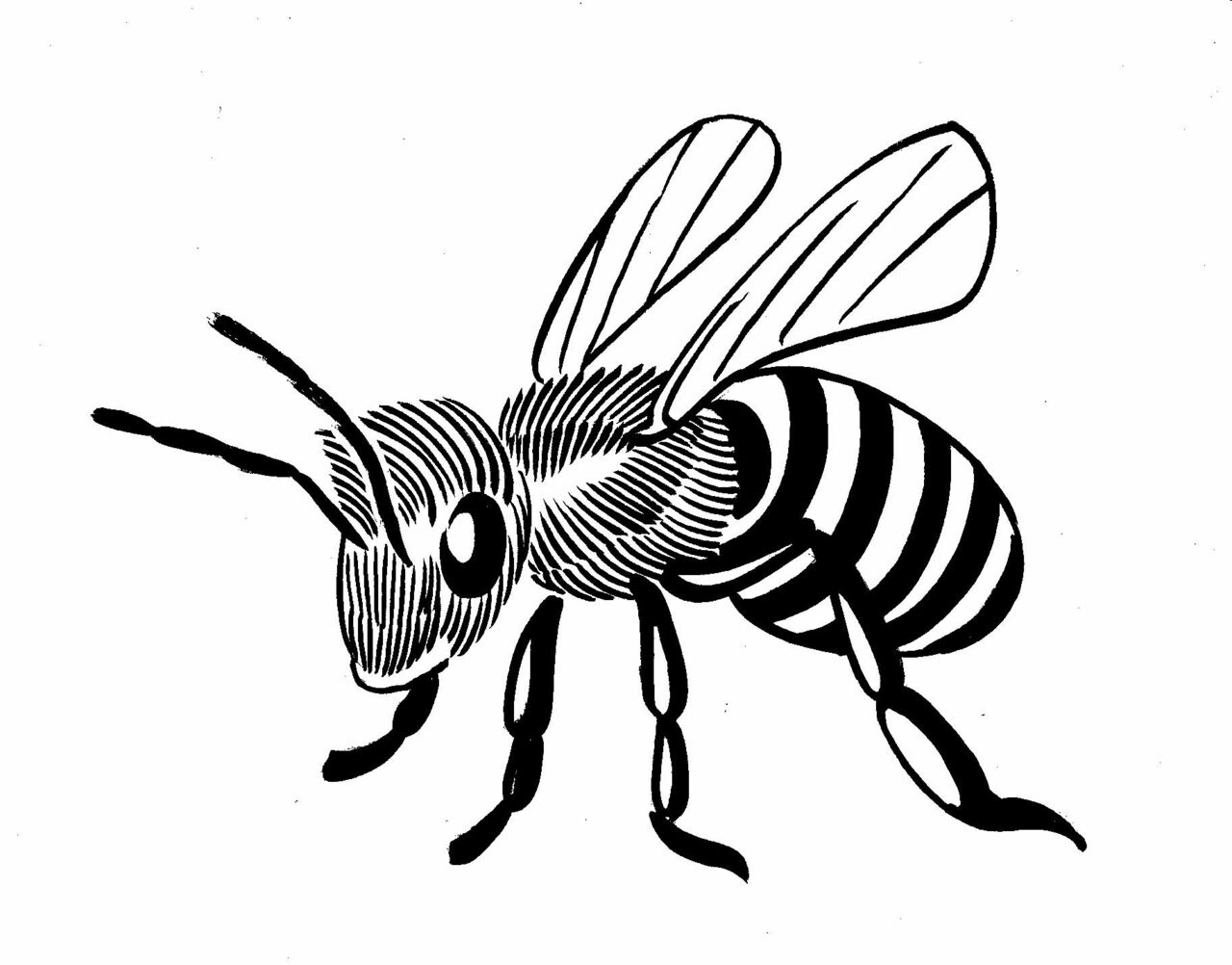 Bee line drawing clipart transparent