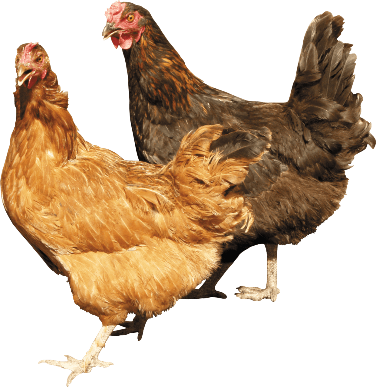 Two chicken clipart clip art