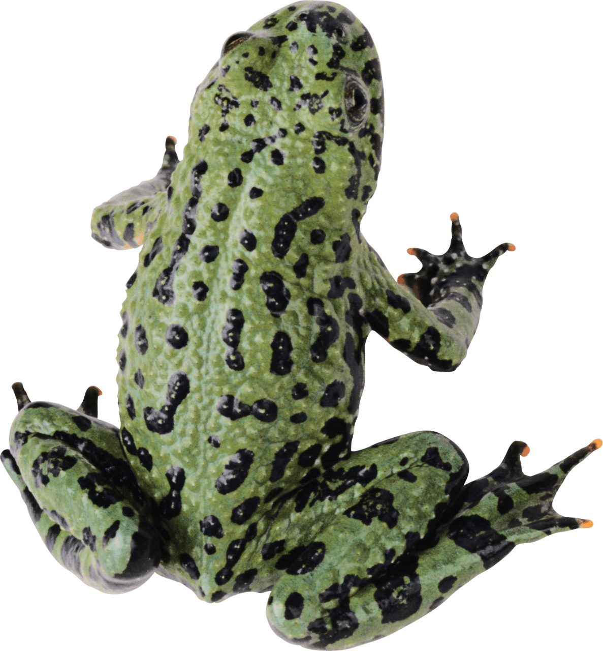 Green frog image animals clipart