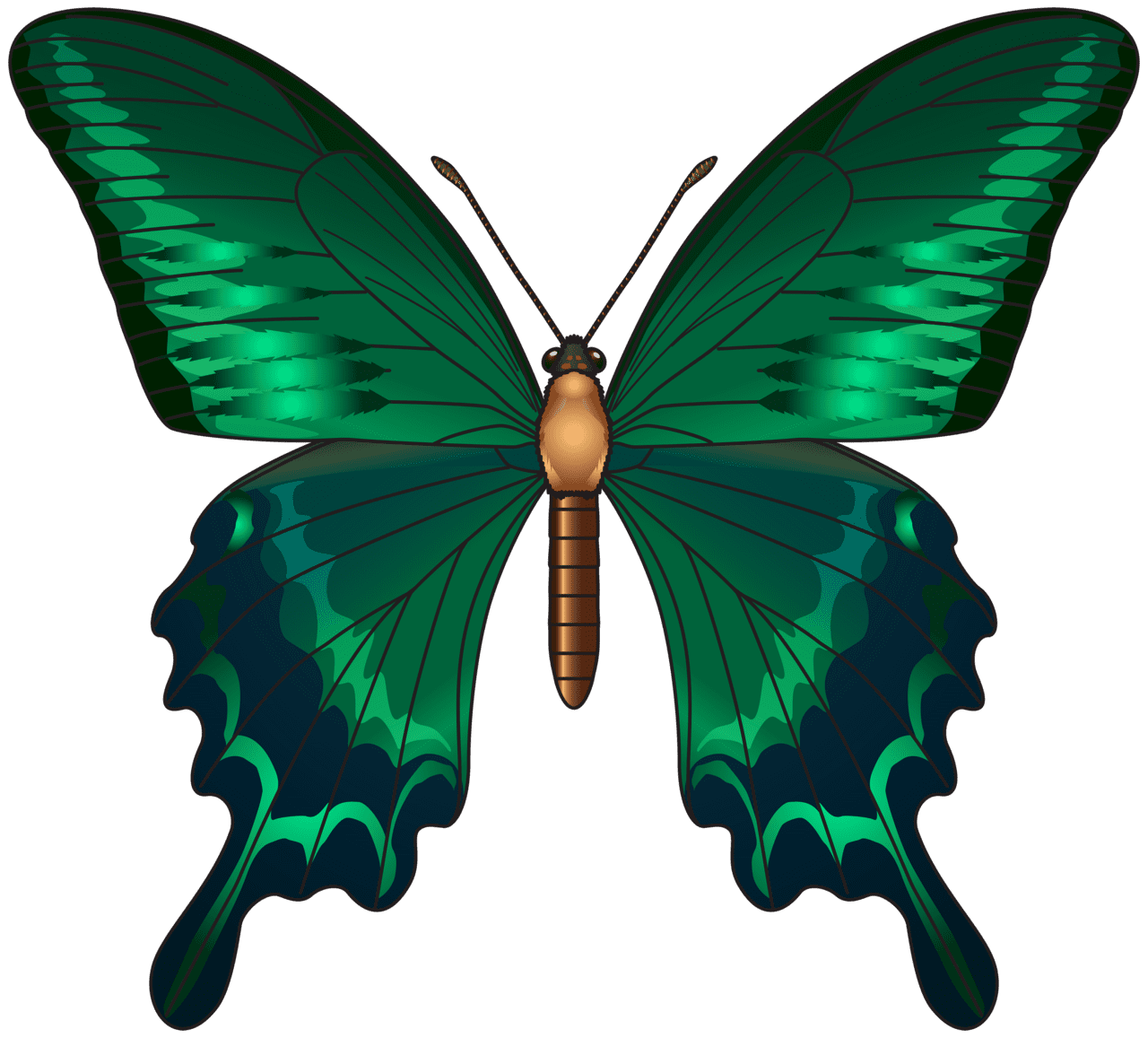 Green butterfly clipart image