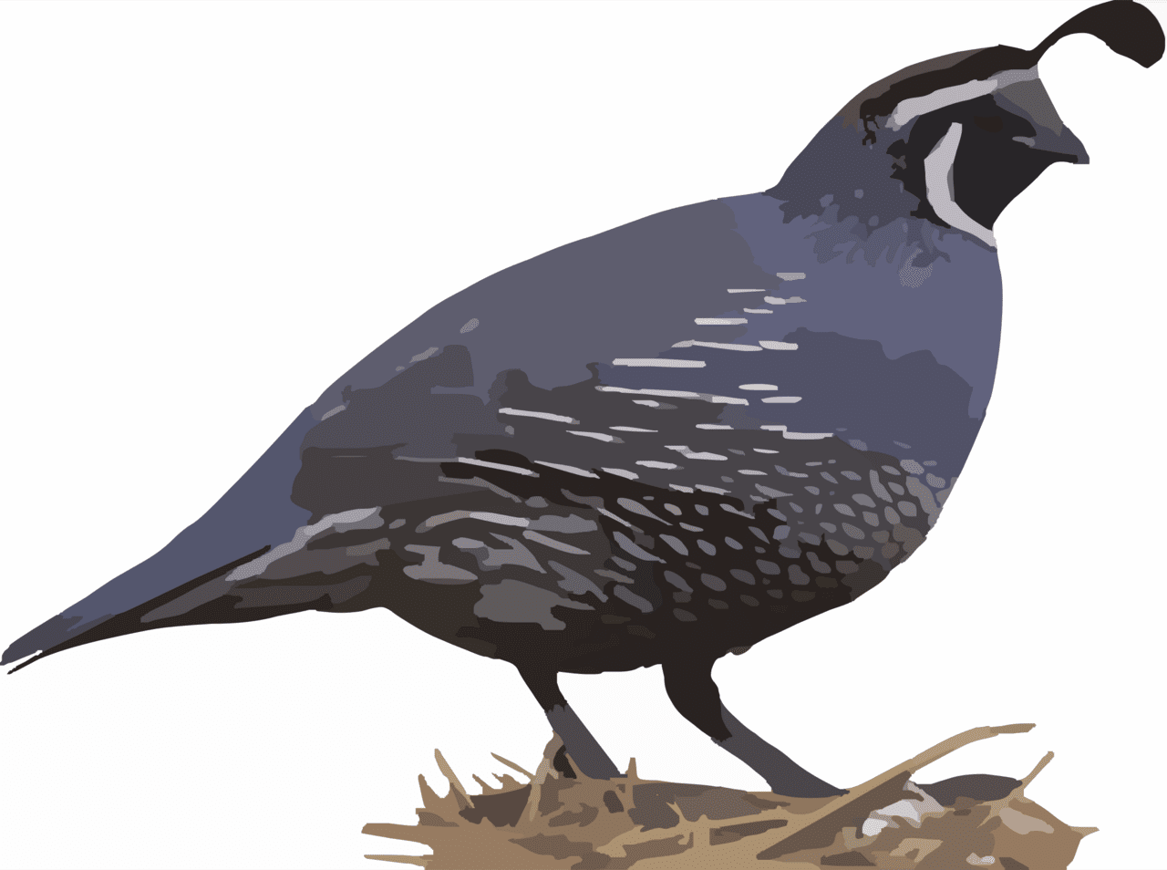 Bird california quail clipart logo