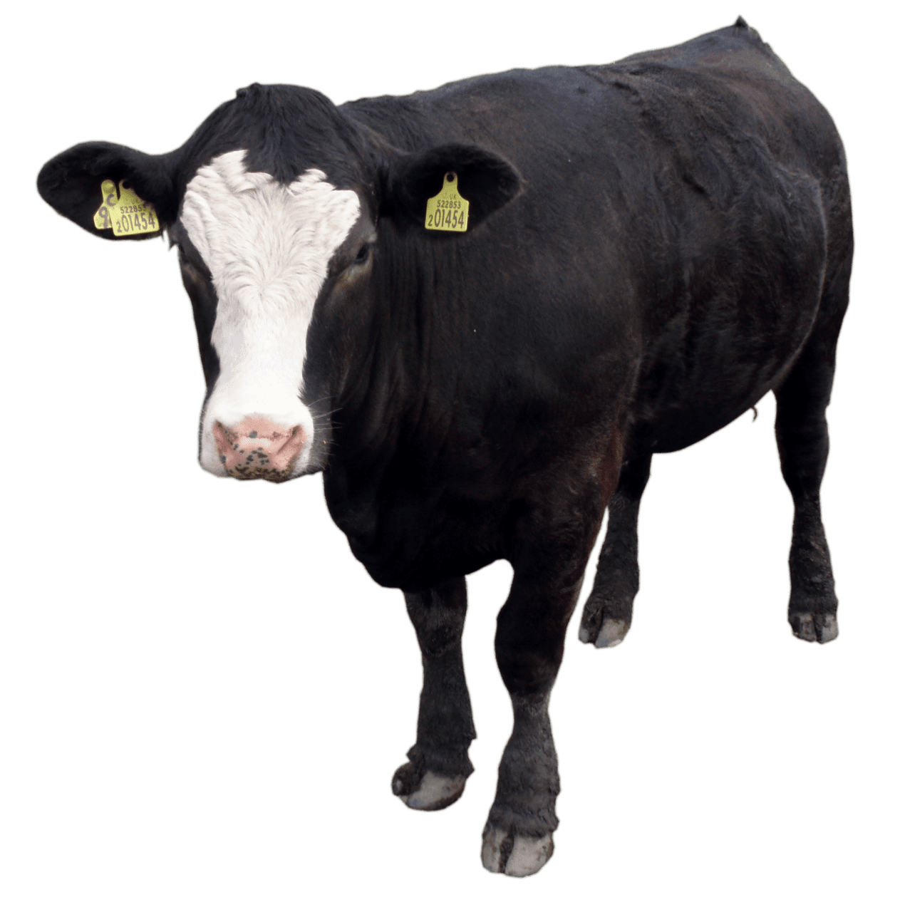 Black cow clipart clip art