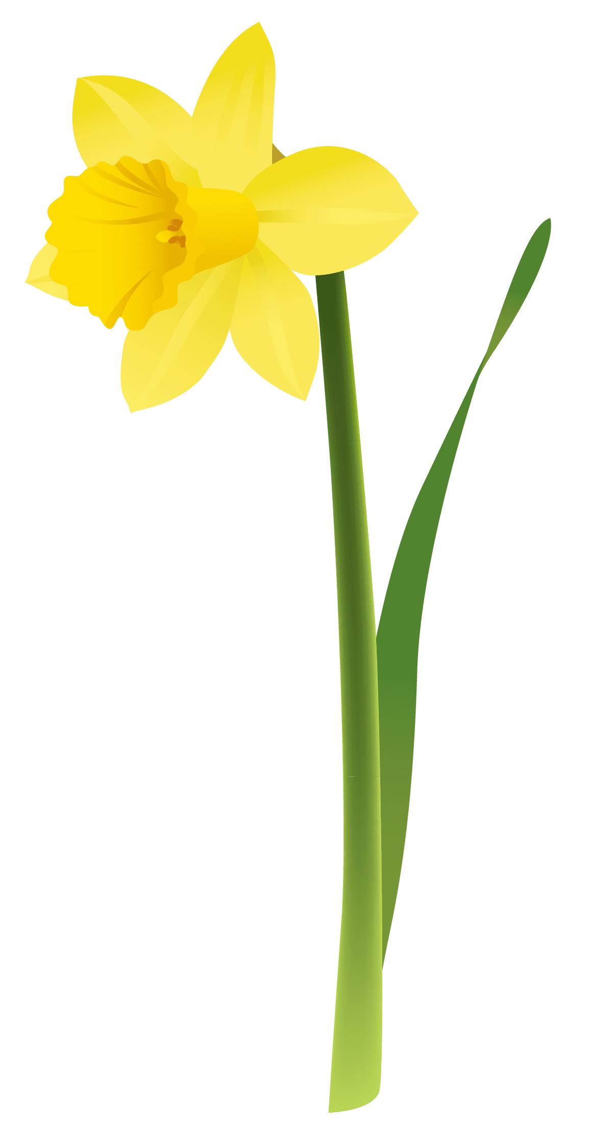 Flowers daffodil clipart background