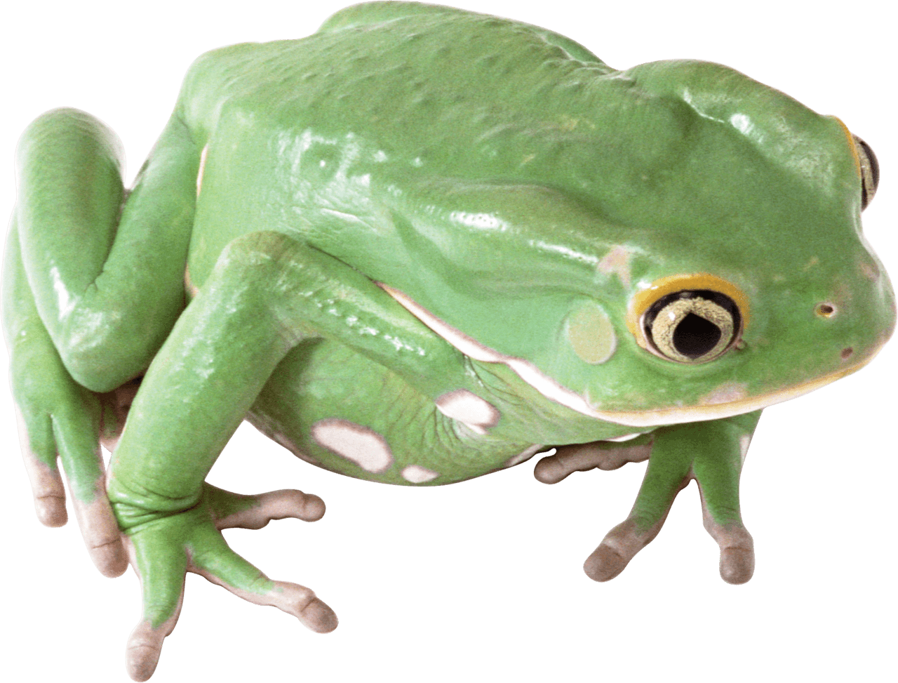 Green frog clipart transparent