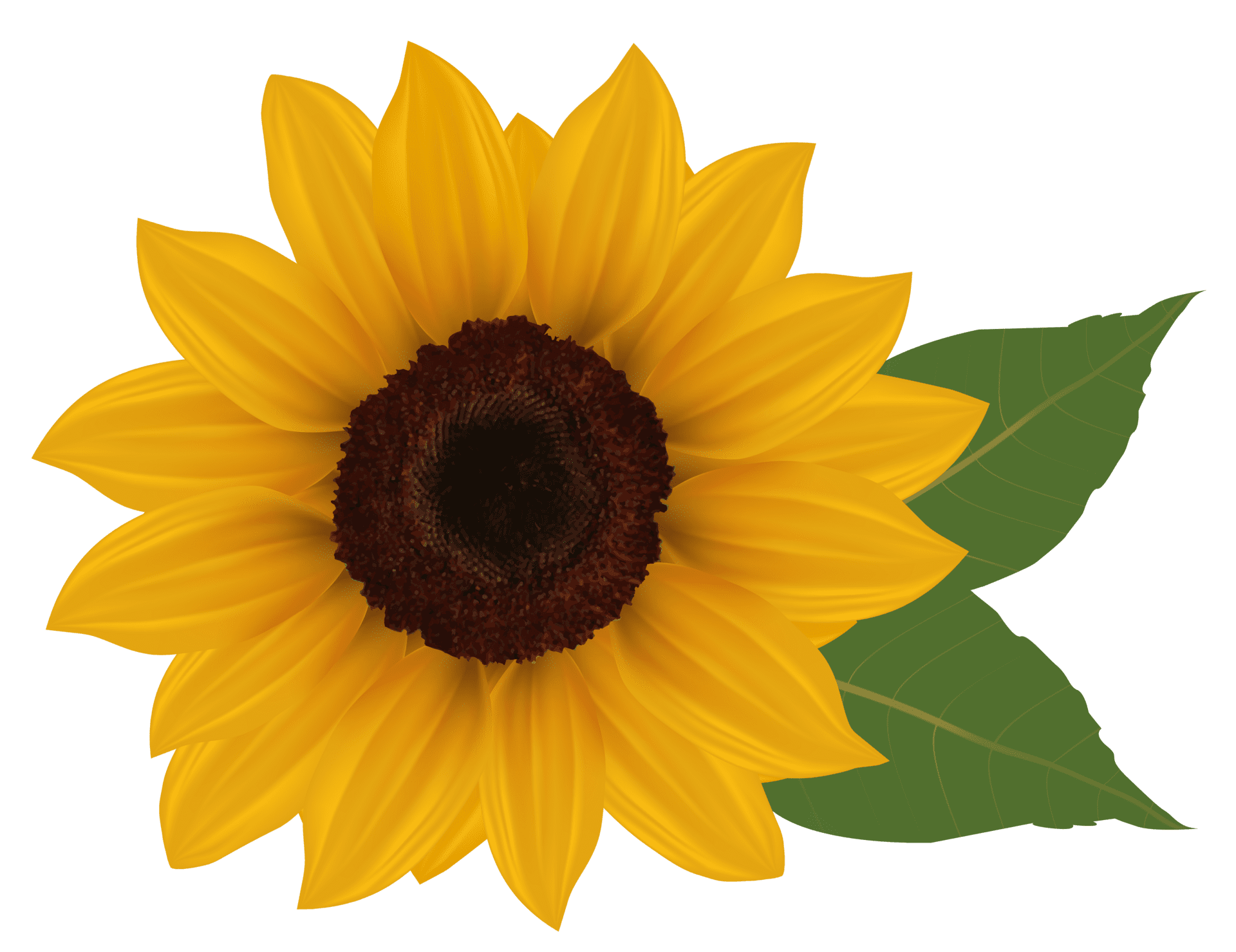 Sun flower pro clipart clipground image