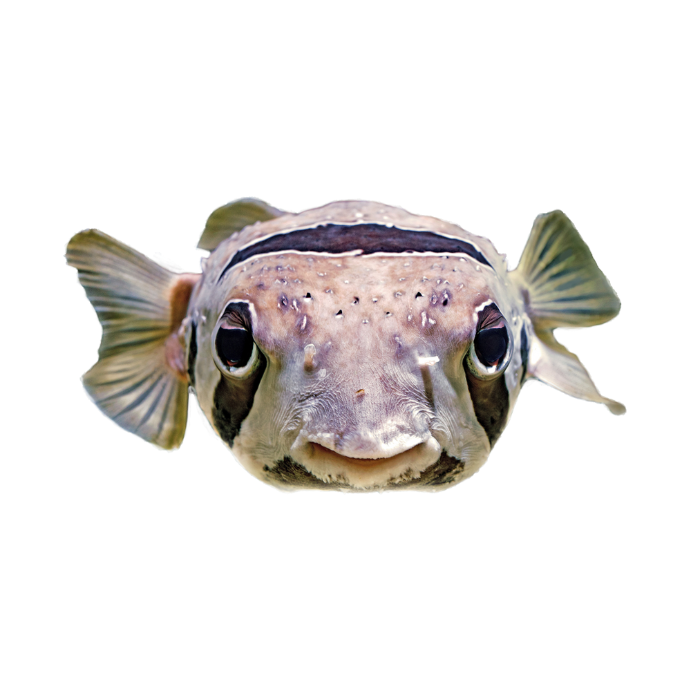 Puffer fish images hd photo clipart