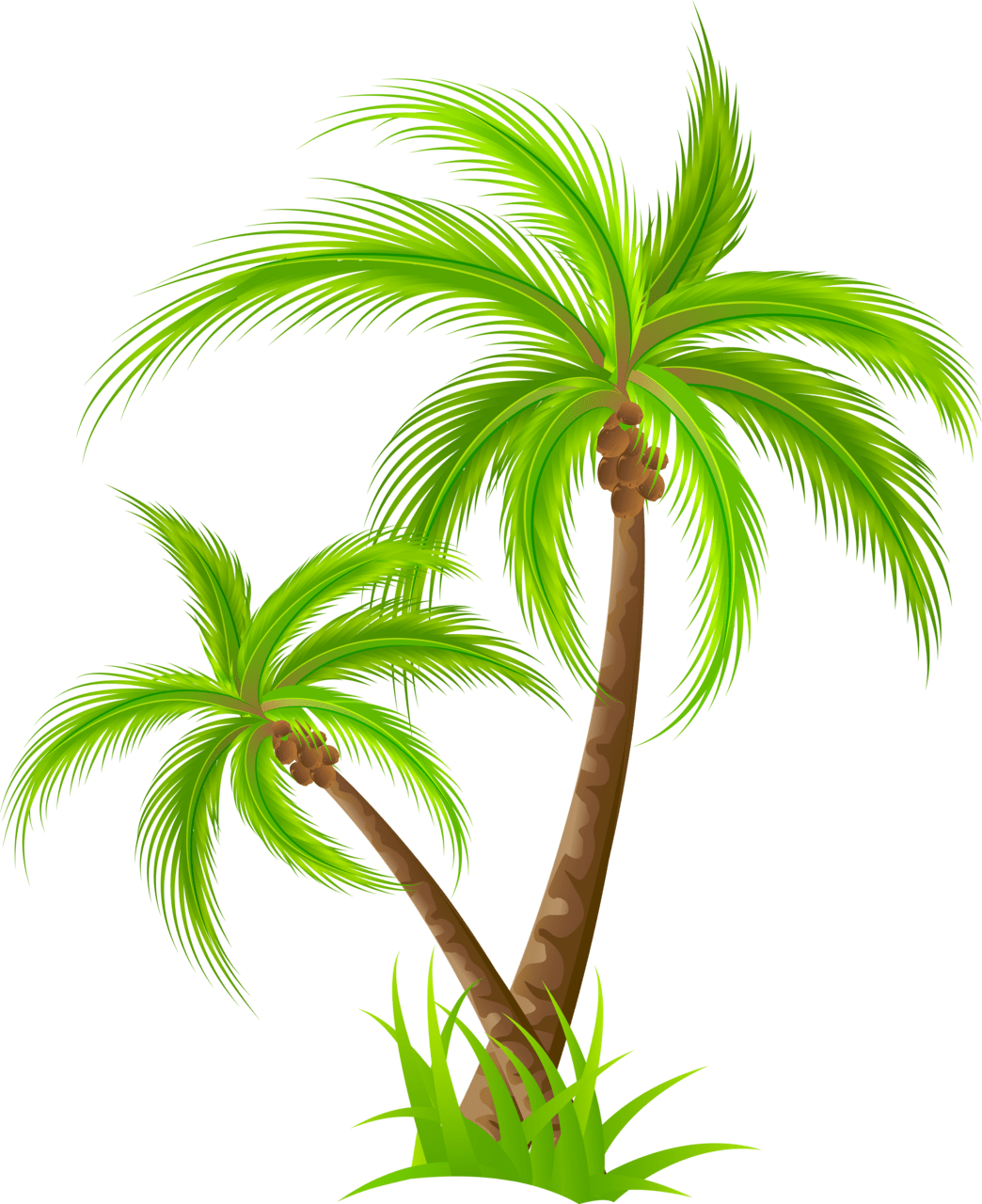 Palm tree clipart am sadya illustrator image with no backgroud key