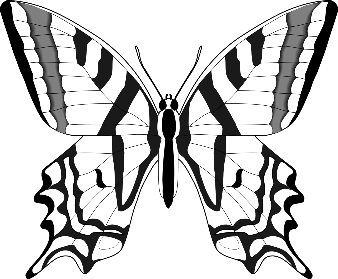 Butterfly clipart black and white best image