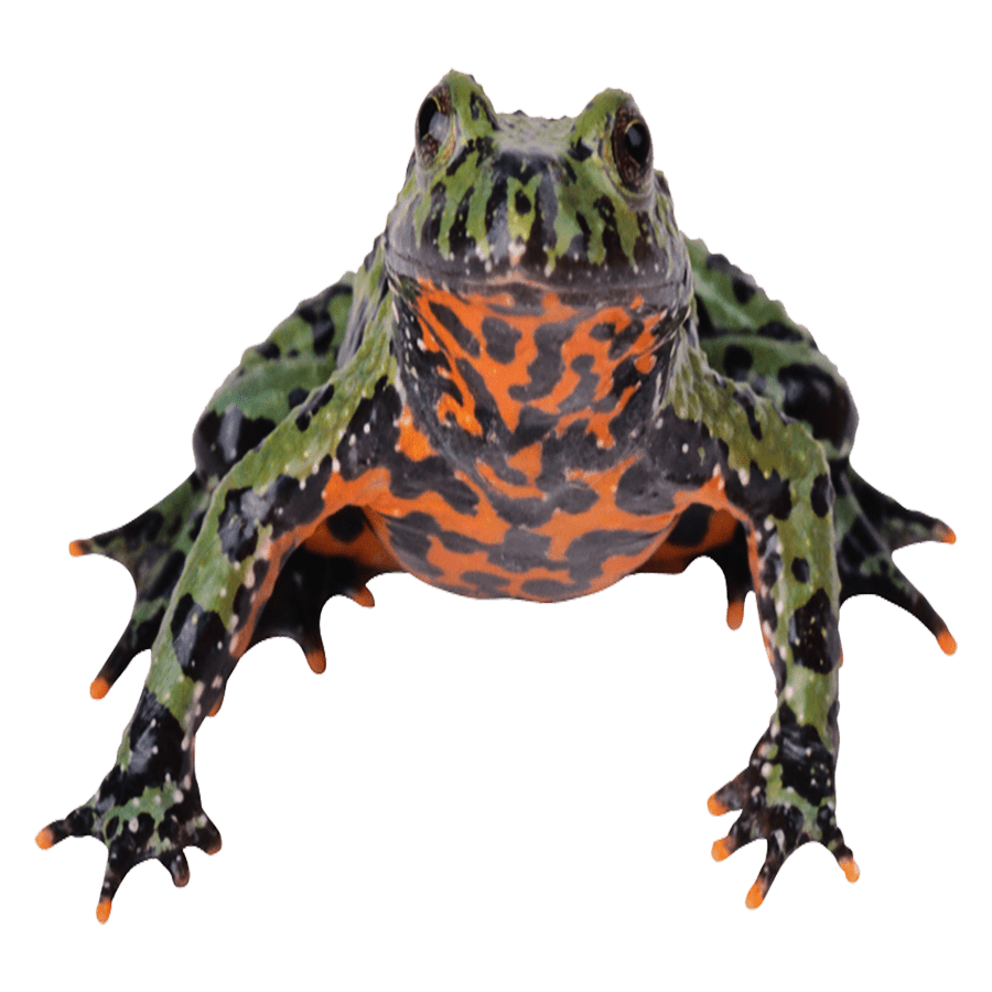 Frog fire bellied toad images hd photo clipart