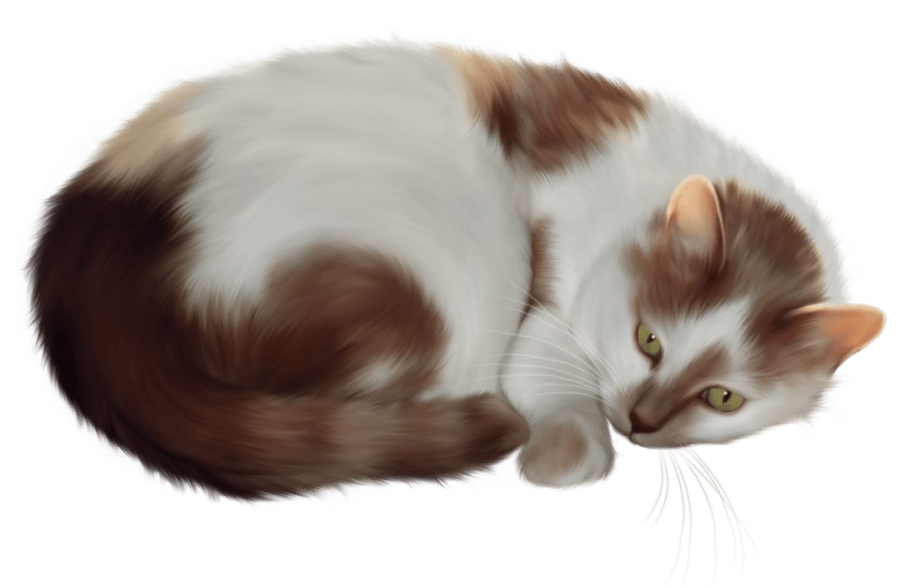 Cat clipart background