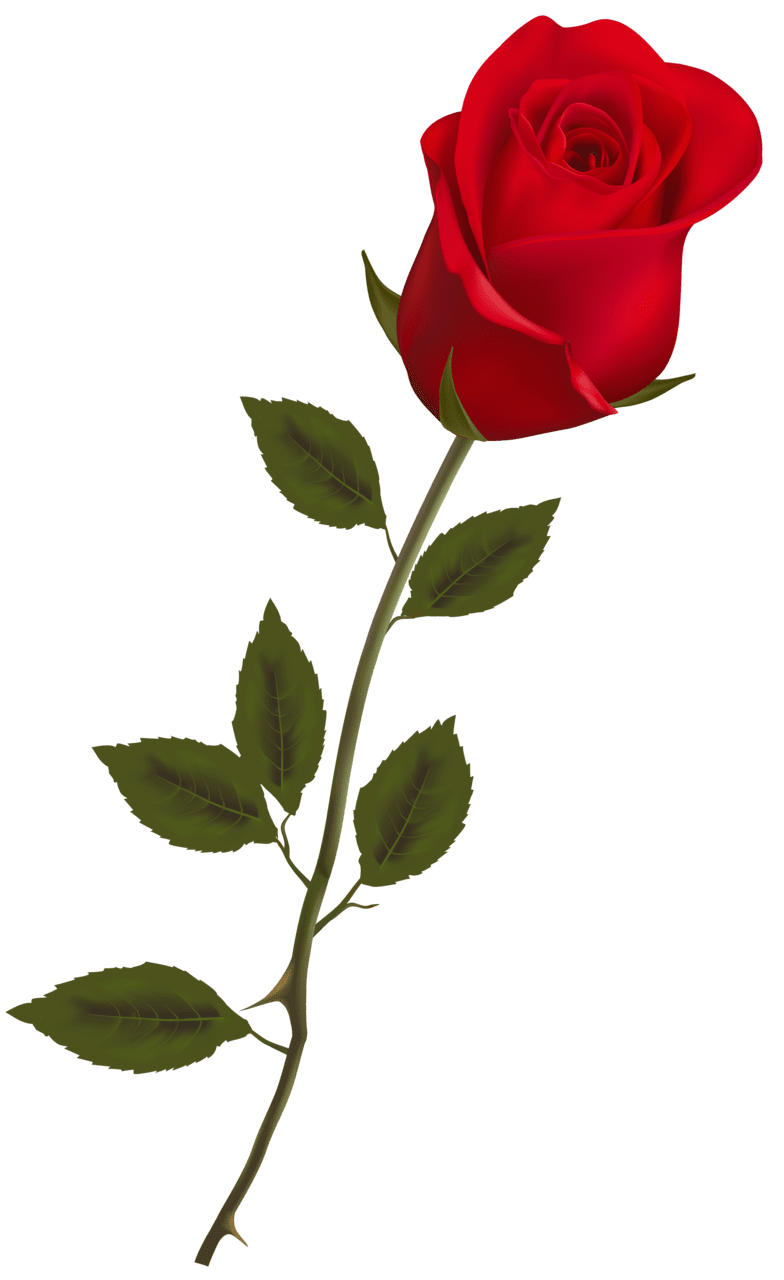 Beautiful stem red rose clipart best vector