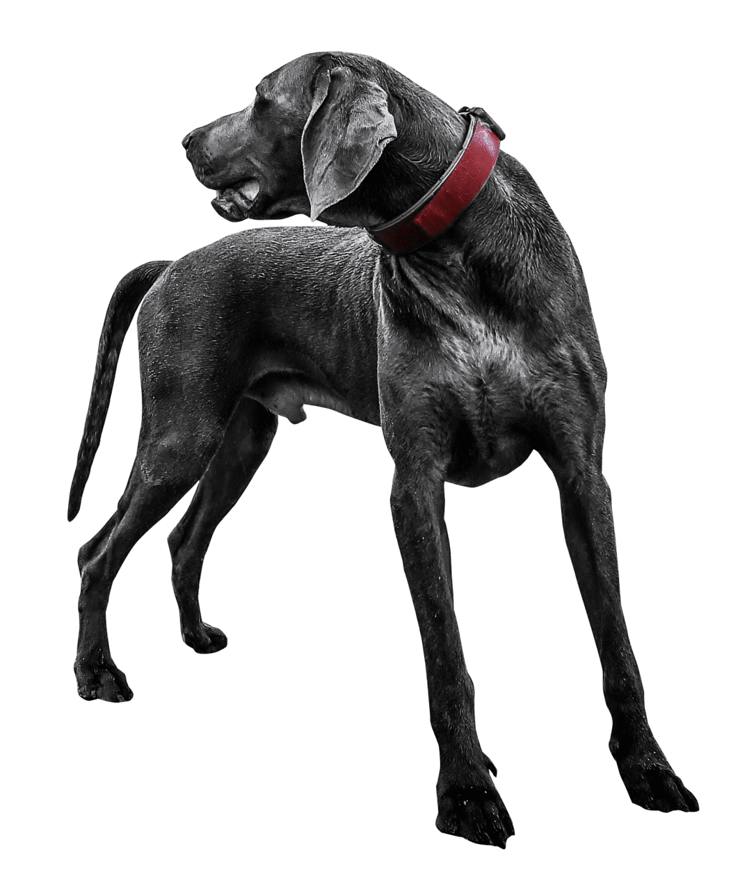 Dog black labrador clipart logo