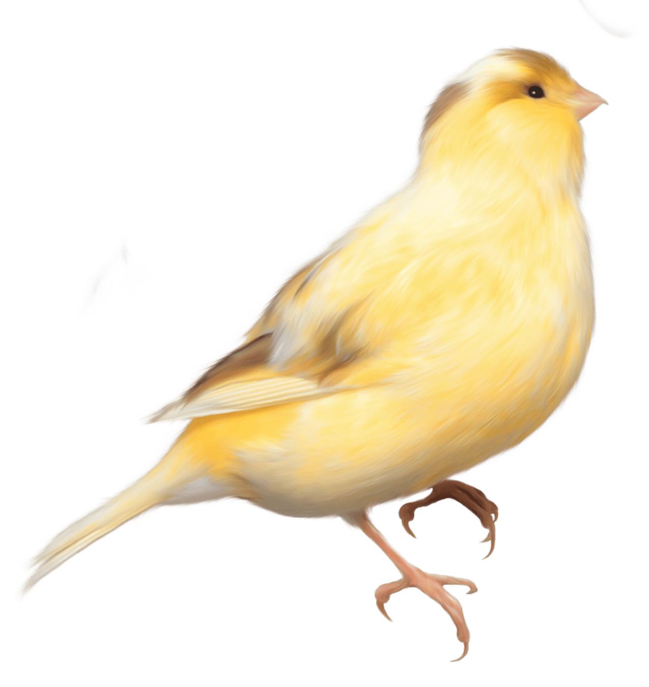 Yellow bird clipart picture