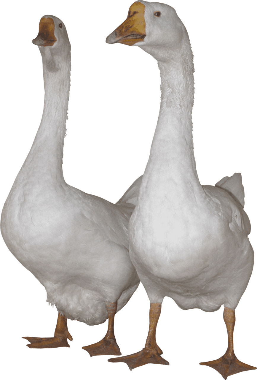 Duck white goose clipart background