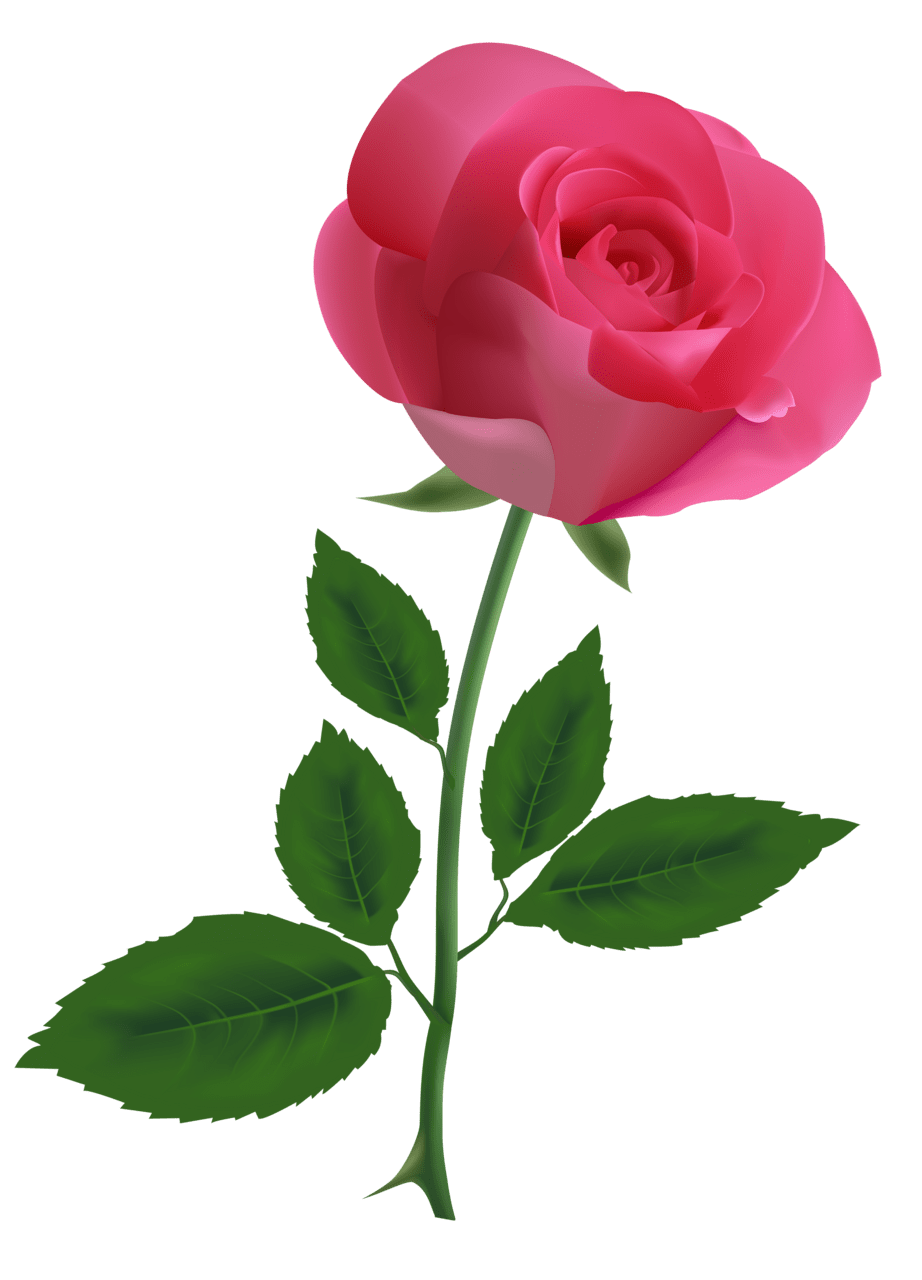 Pink rose clipart image best