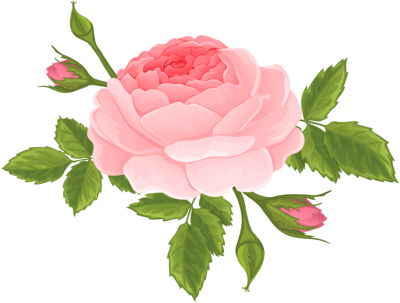 Pink rose with buds clipart image art images digital flowers clip