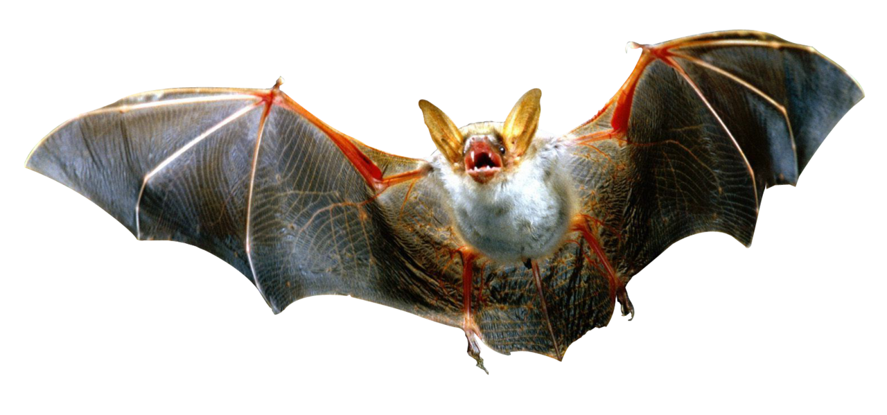 Bat clipart free