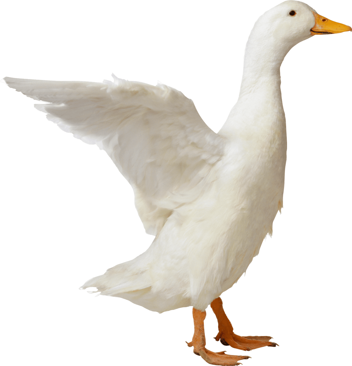 Duck pin page clipart logo 2