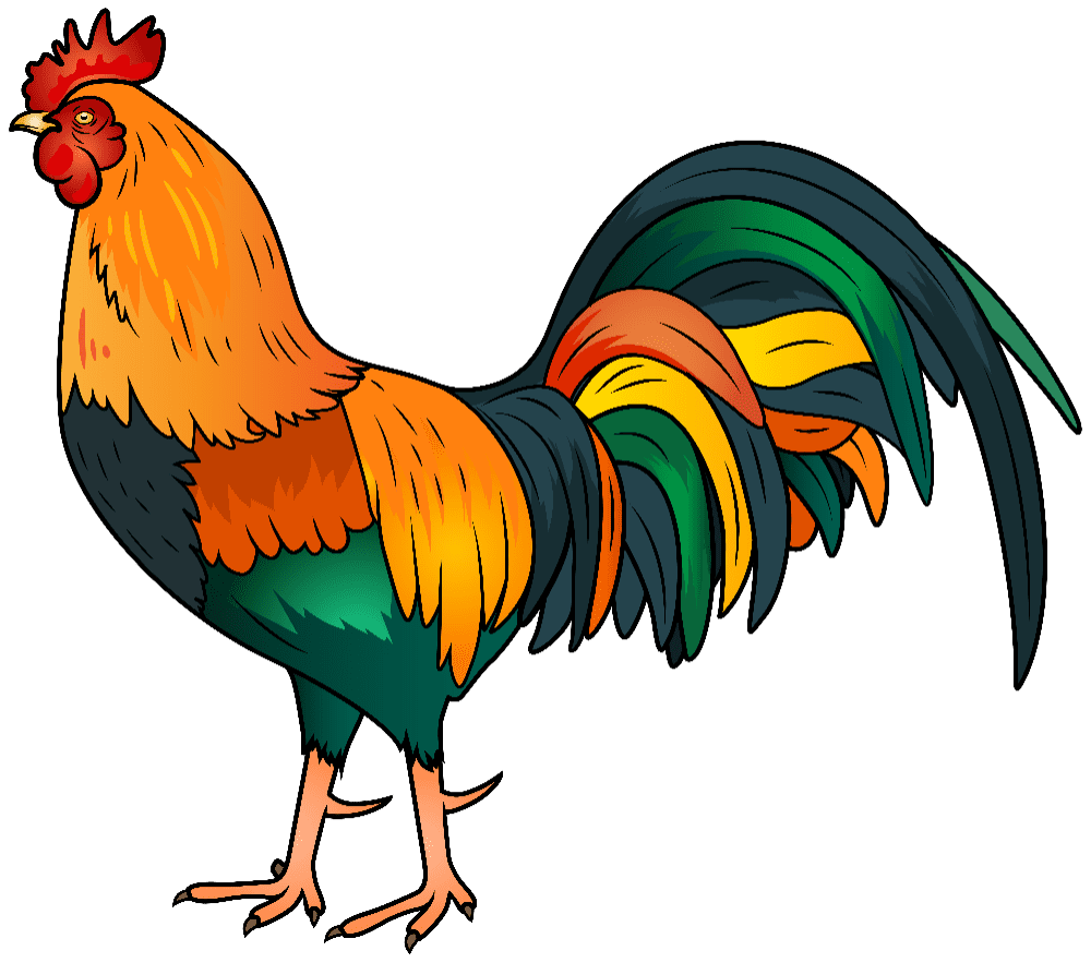 Chicken clipart photo