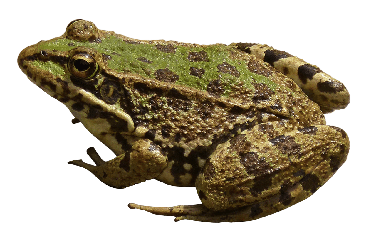 Frog clipart transparent 2