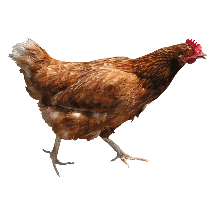 Chicken images hd photo clipart