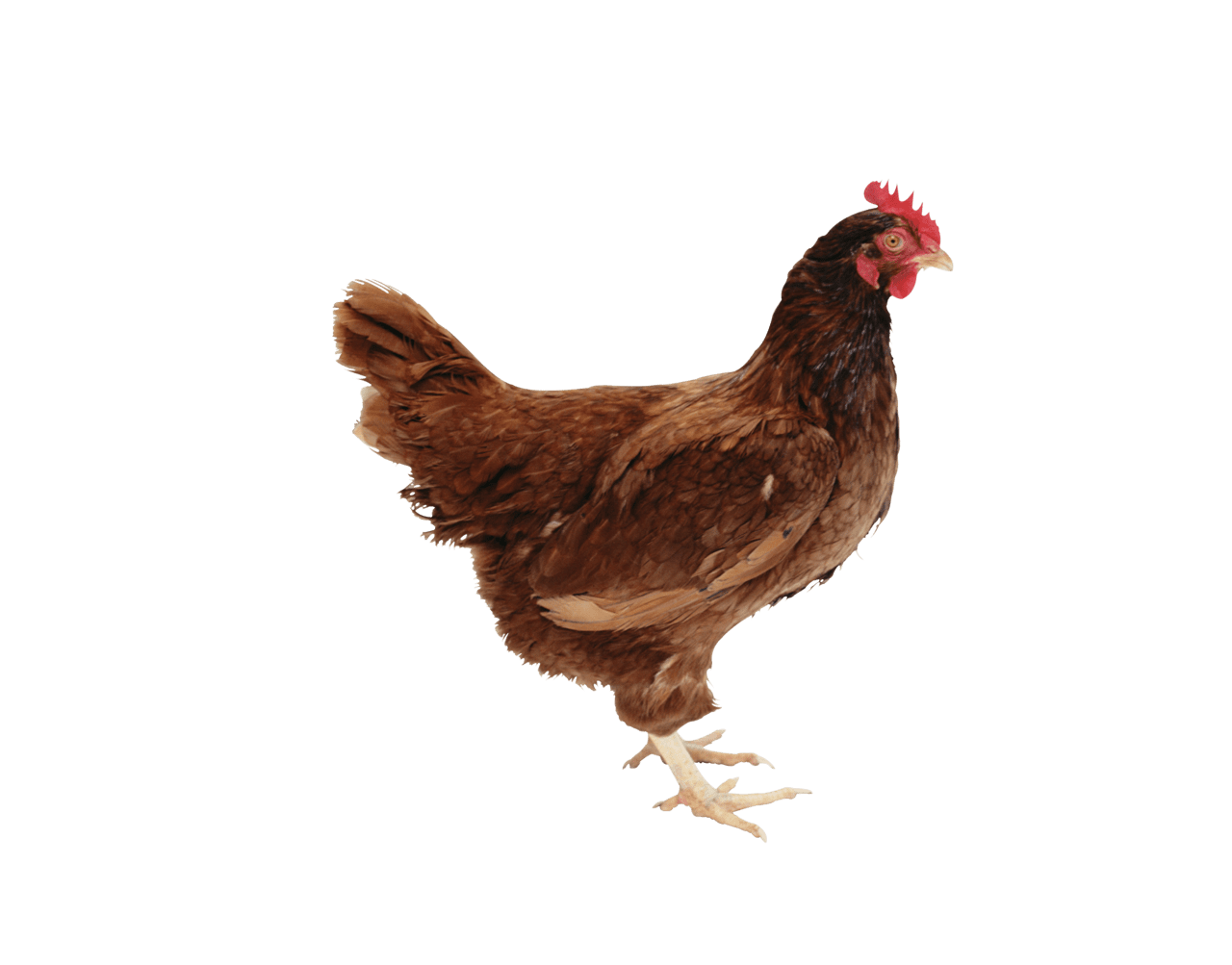 Chicken stand clipart image