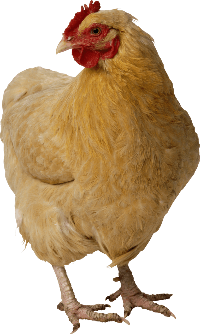 Chicken pin page clipart photo