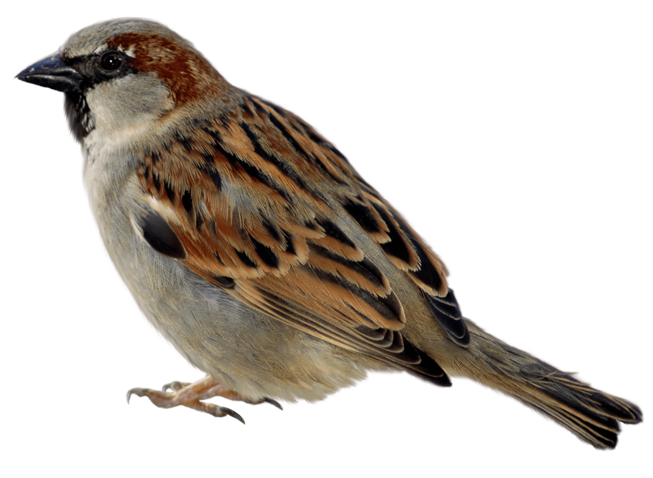 Bird sparrow picture clipart