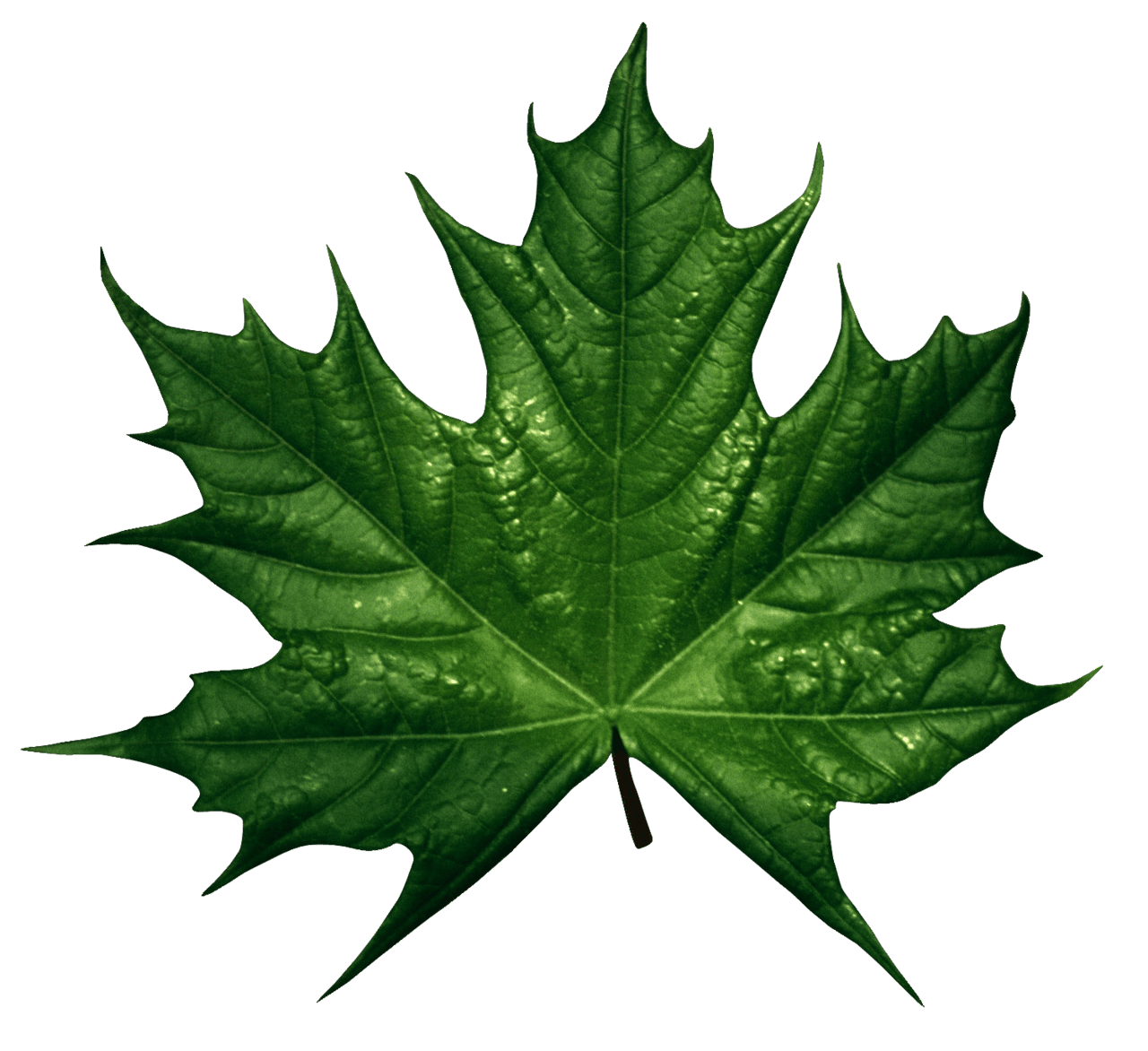 Leaf green leaves image for clipart