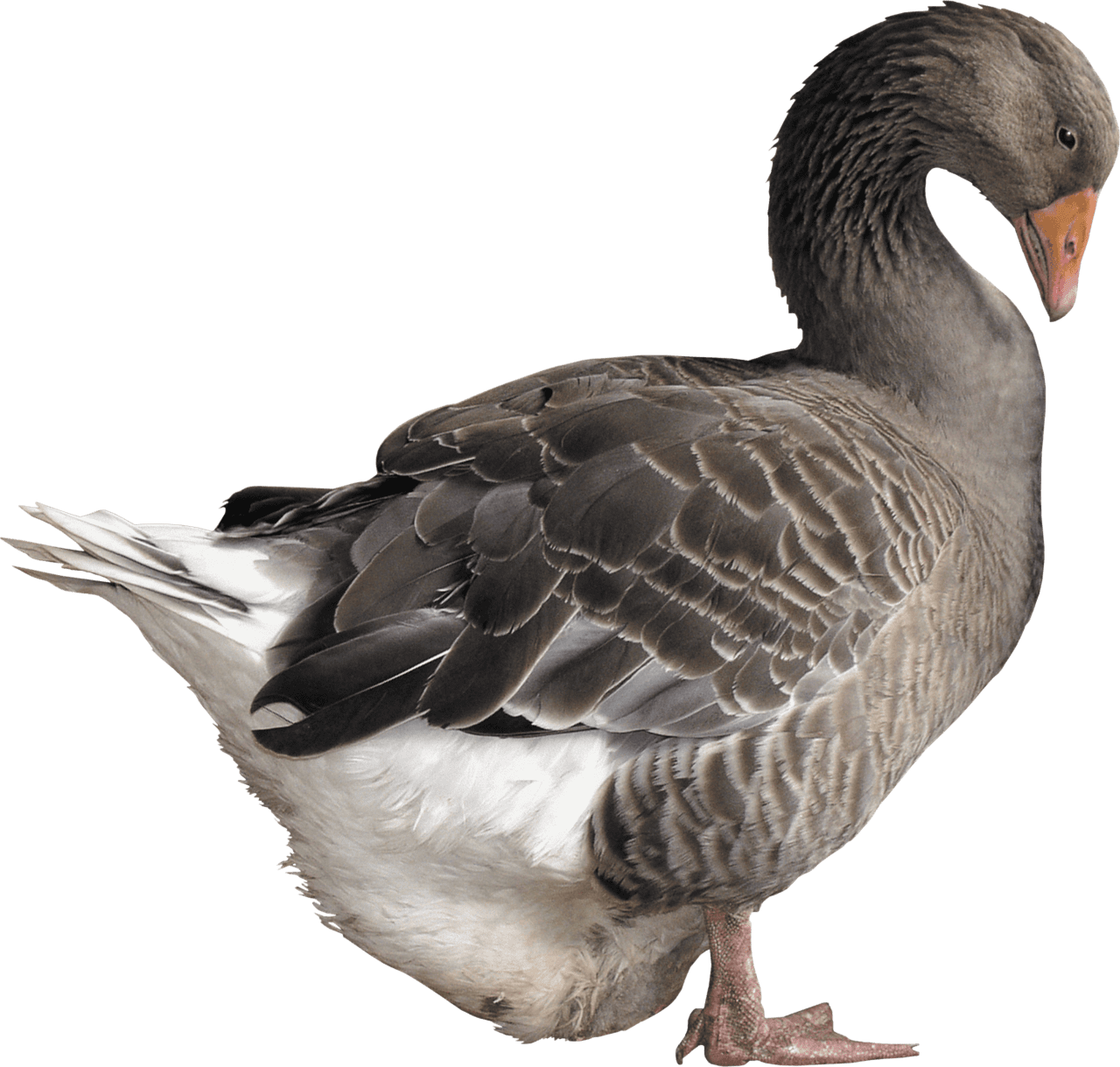 Duck goose image hq fre img clipart