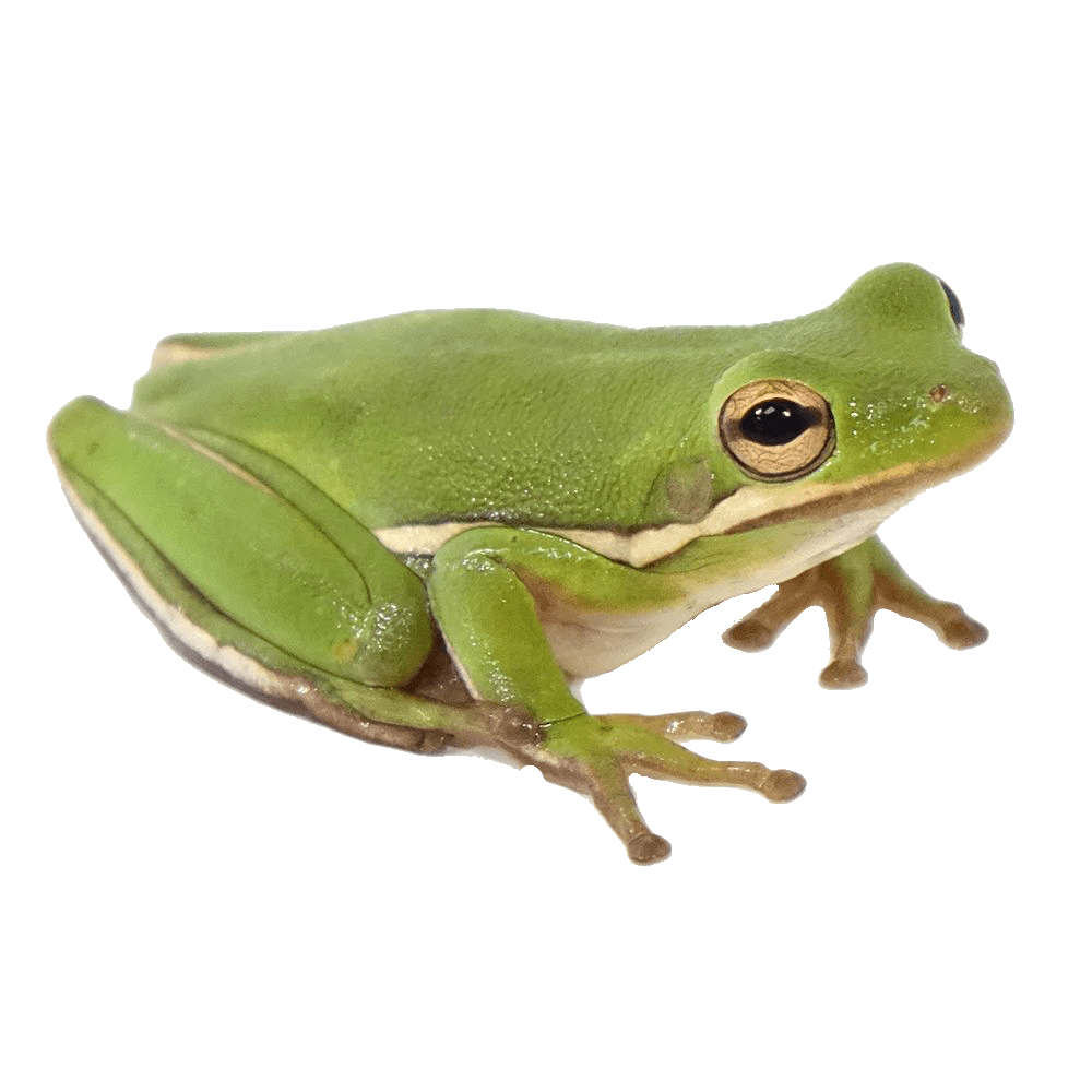 Frog pin page clipart vector