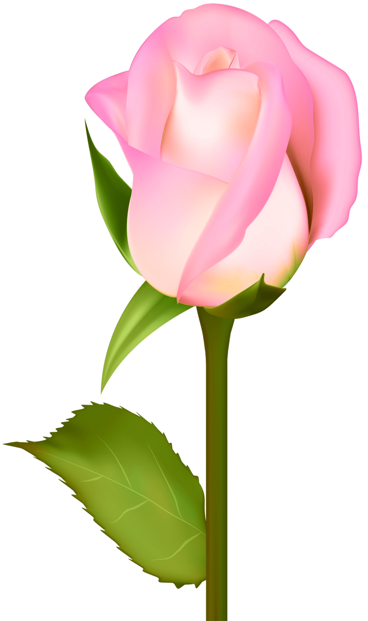 Beautiful rose clipart image