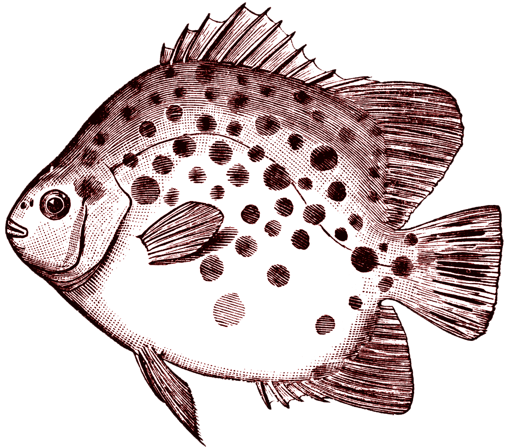 Digital stamp spotted fish image clipart