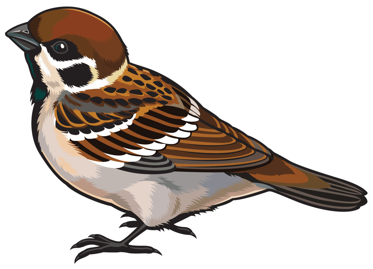 Bird sparrow clipart best clip art