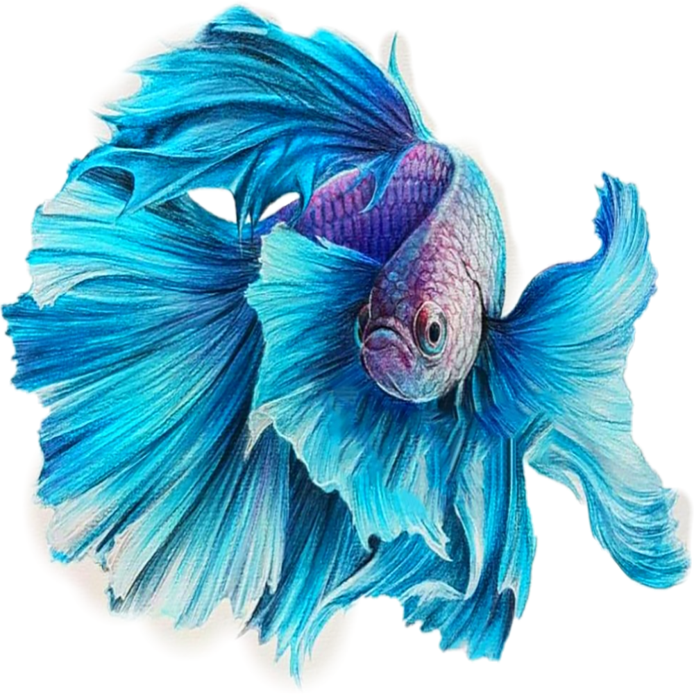 Butterfly fish images hd photo clipart