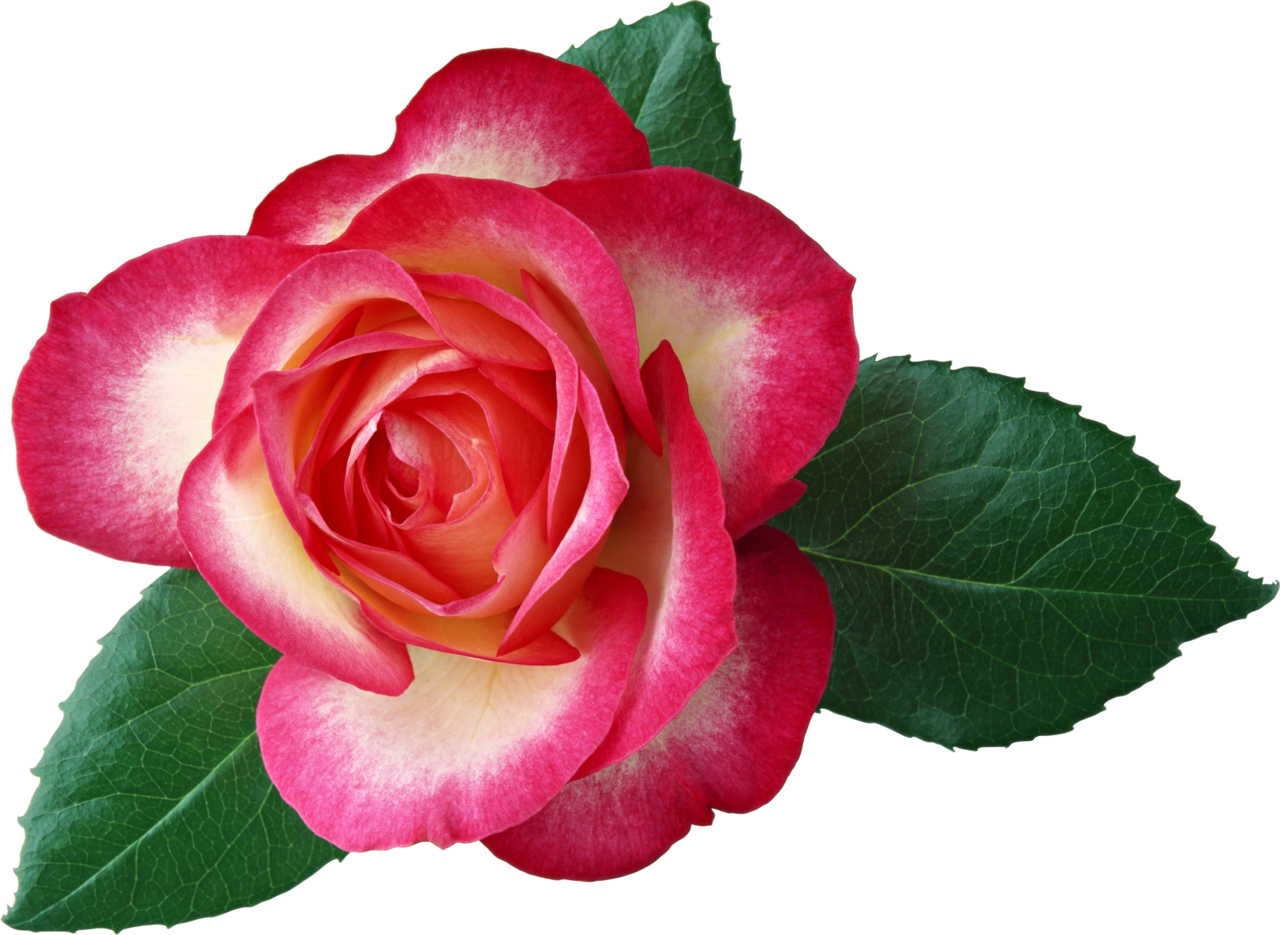 Large rose clipart picture