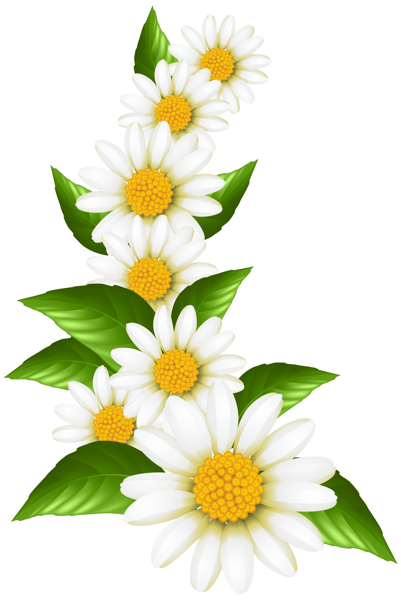 Flower daisies decoration clipart image