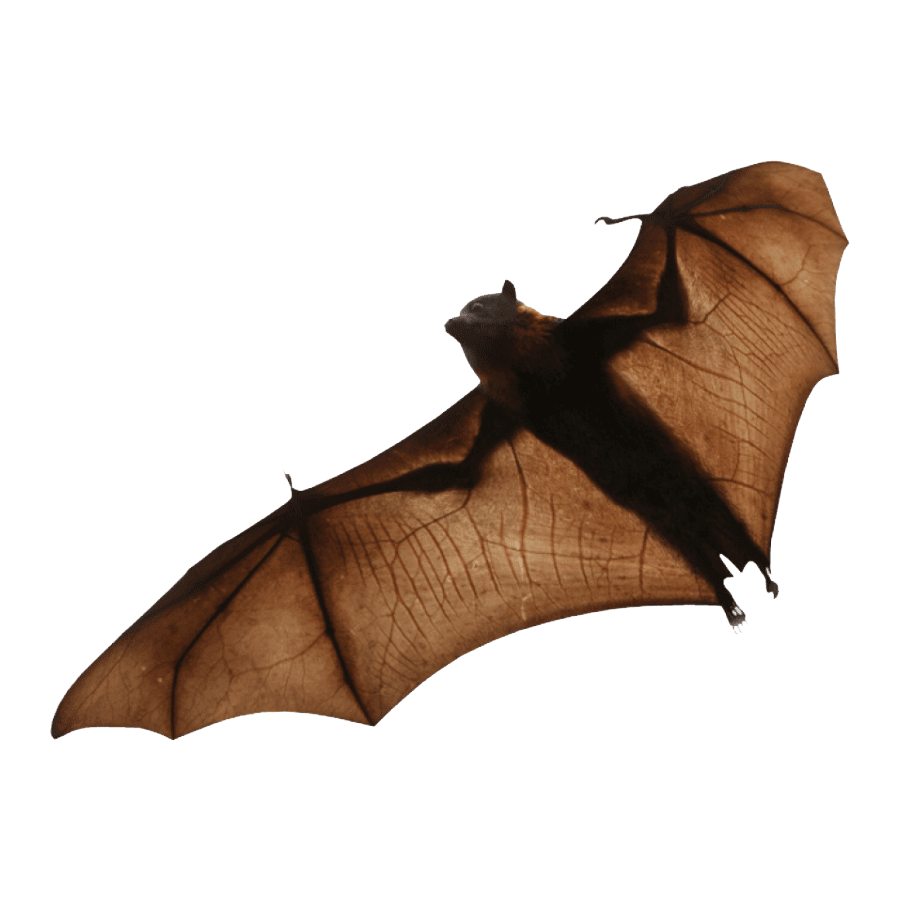 Fruit bat images hd photo clipart