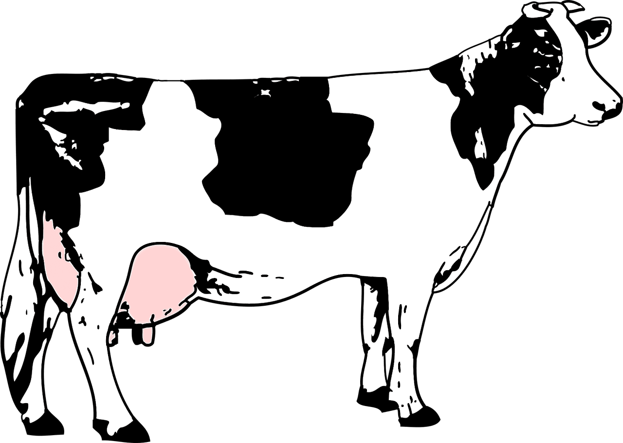 Black nature blanche vector graphic images of cow animals clipart