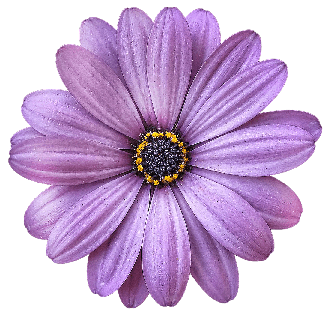 Real flower clipart free