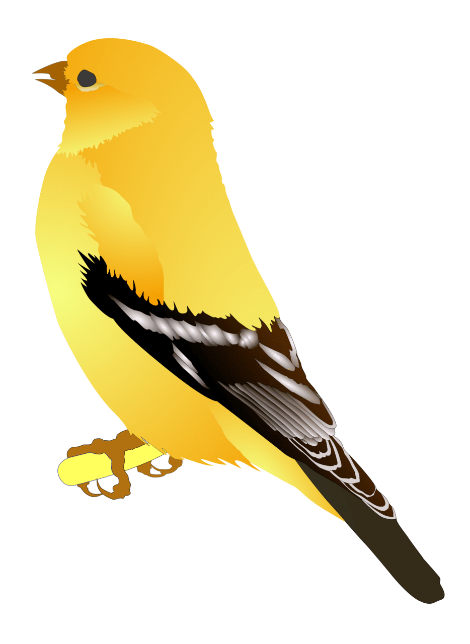 Bird gold finch clipart background