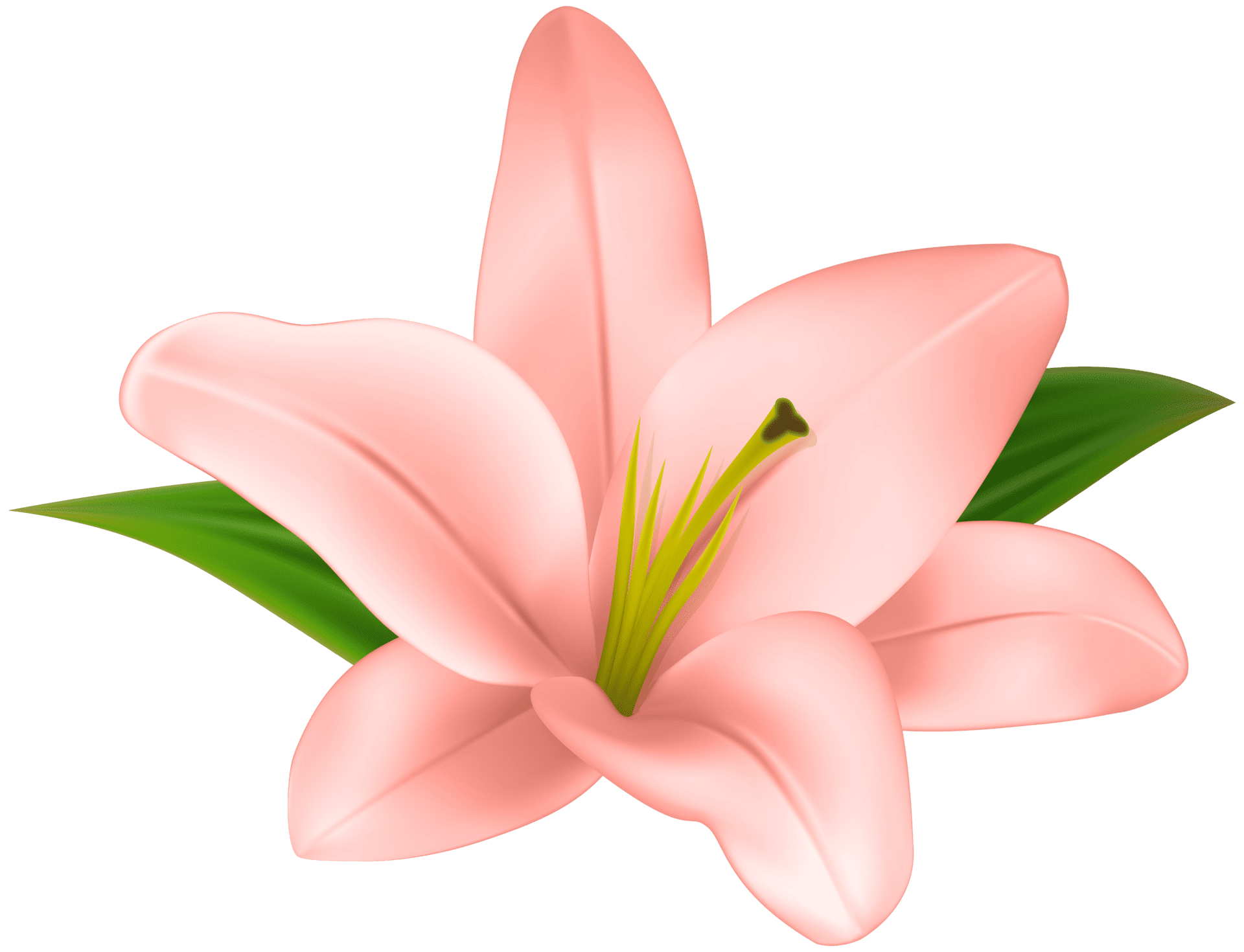 Lilly flower clipart vector