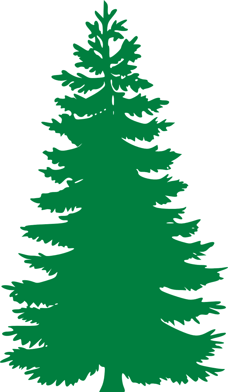 Fir evergreen tree vector graphic clipart