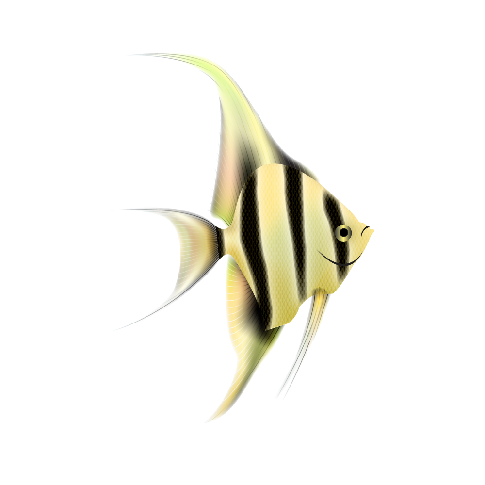 Angel fish images hd photo clipart