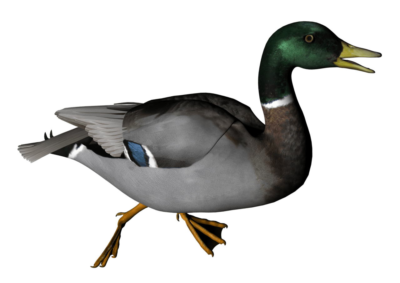 Duck image mart clipart