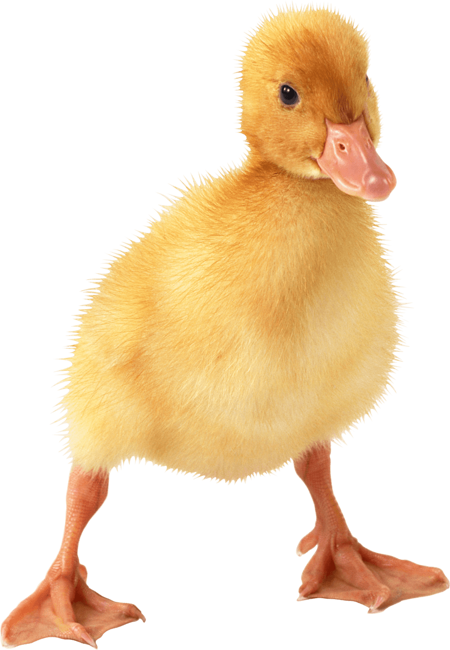 Cute little duck ling clipart image