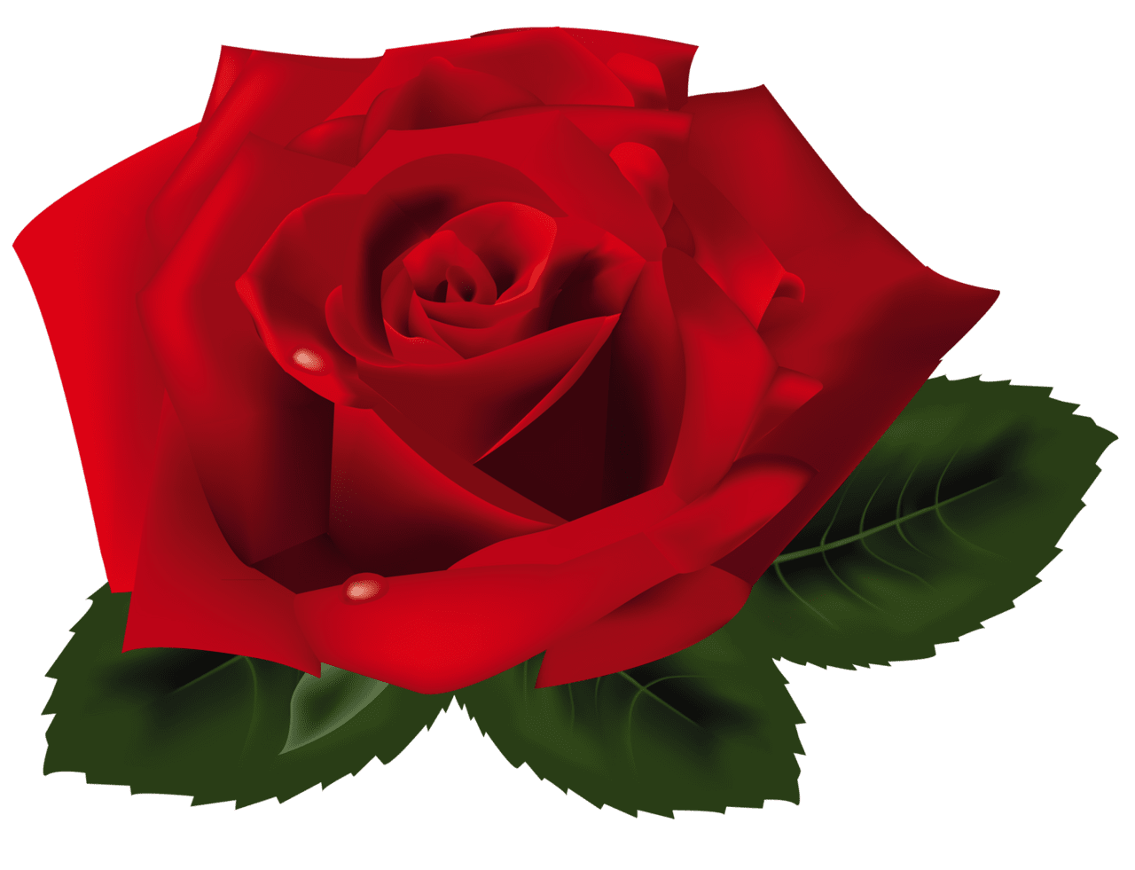 Red rose clipart best free