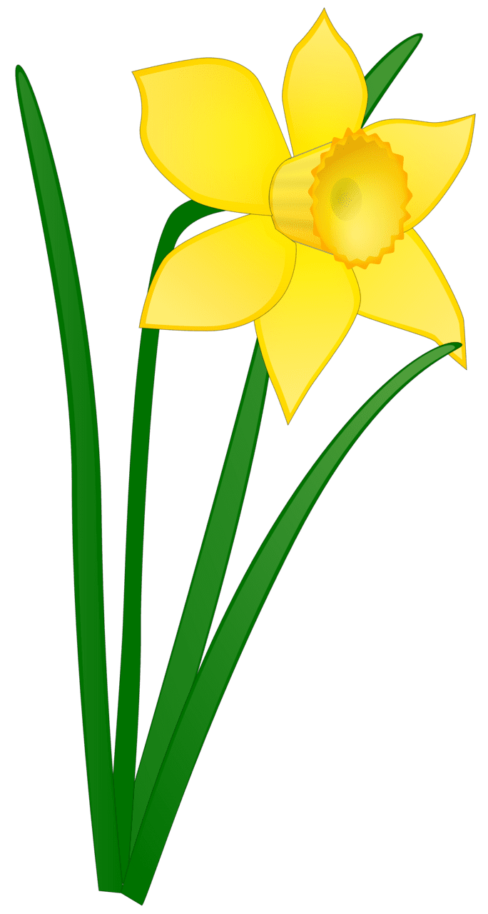 Flowers daffodil flower clipart panda images leafw suggest